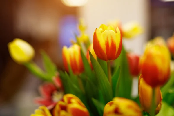 Nahaufnahme Einer Rot Gelben Tulpe Innenraum — Stockfoto