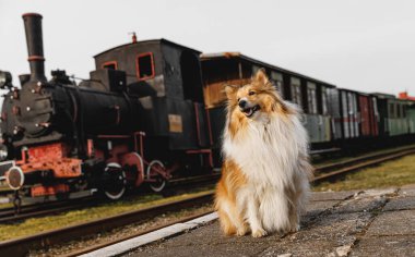 Tren istasyonunda köpek bekliyor.