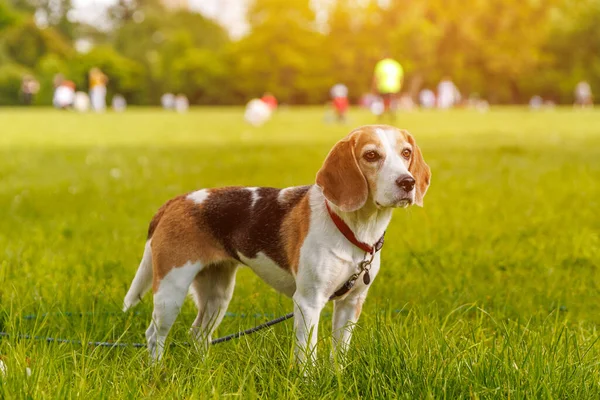 Parktaki yeşil çimlerin üzerindeki av köpeği.