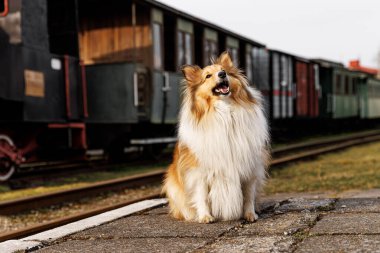 Tren istasyonunda köpek bekliyor.