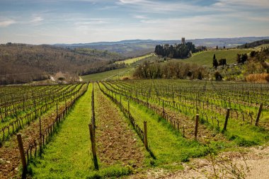 İlkbaharda genç üzüm bağları
