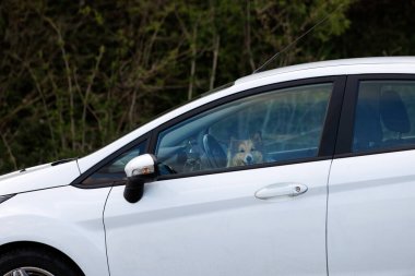 Shetland çoban köpeği arabanın sürücü koltuğunda.