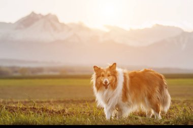 Karlı dağların arka planında tüylü shetland çoban köpeği