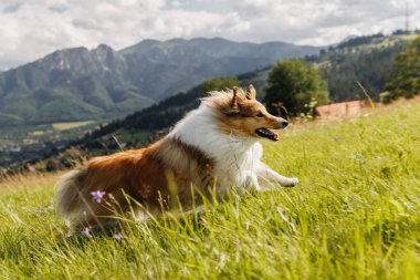 Yumuşak köpek koşar ve dağ çayırında atlar.