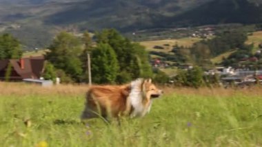 Arka planda dağlarla çayırda koşan bir çoban köpeği.