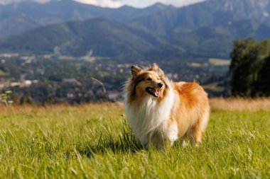 Dog on the Green Mountain Hill clipart