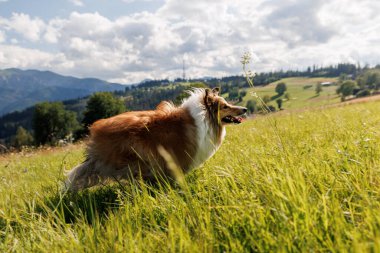 Yeşil Dağ Tepesindeki Köpek