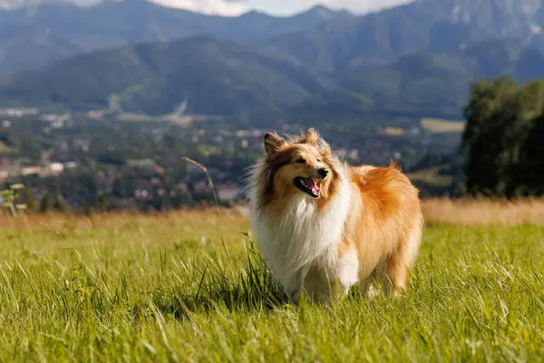 stock image Dog on the Green Mountain Hill