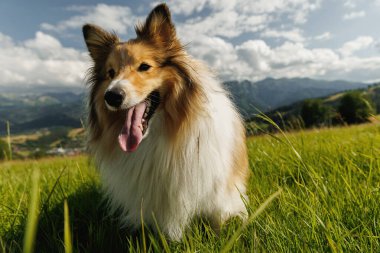 Dağlardaki köpek. Pofuduk Sheltie, yeşil tepede çoban köpeği