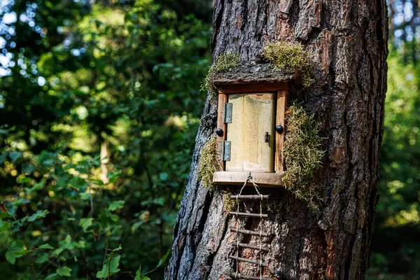 Malé Dveře Kmeni Stromu — Stock fotografie