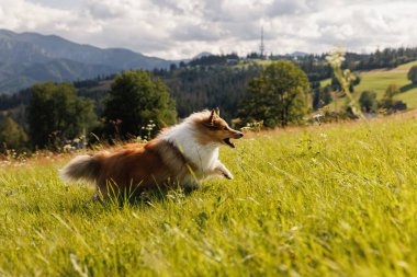 Arka planda dağlarla çayırda koşan bir çoban köpeği.