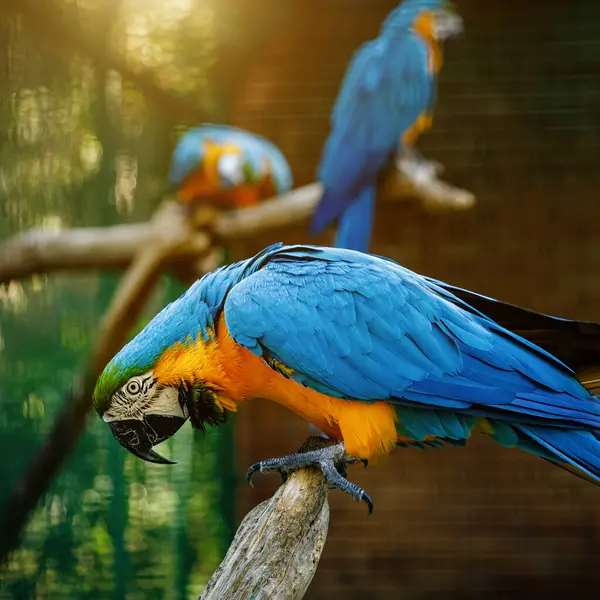 Yellow-blue parrots on a branch.