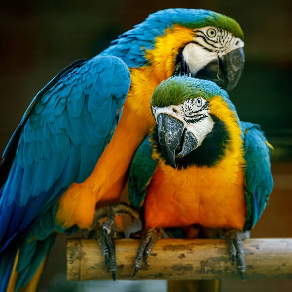 Yellow-blue parrots on a branch.