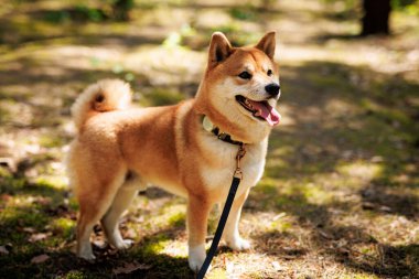 Güneşli ormanda Shiba Inu köpeği