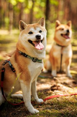 Güneşli ormanda Shiba Inu köpeği