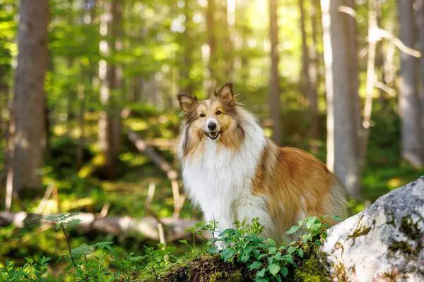 Bir Shetland çoban köpeği yemyeşil bir ormanda duruyor. Köpek kameraya dikkatle bakar, dingin ve doğal bir atmosfer yaratır..