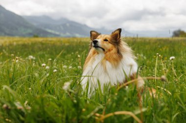 Sheltie Shetland bir bahar çayırında çoban köpeği etrafında karahindiba ile
