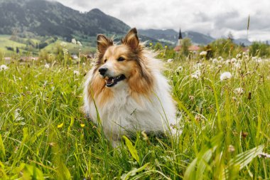 Sheltie Shetland bir bahar çayırında çoban köpeği etrafında karahindiba ile
