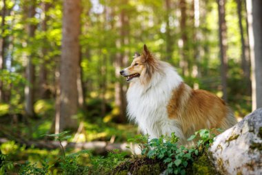 Yaz yeşil ormanında güzel pofuduk shetland çoban köpeği