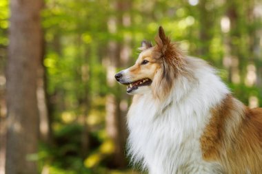 Yazın yeşil orman zeminli Shetland çoban köpeği portresi