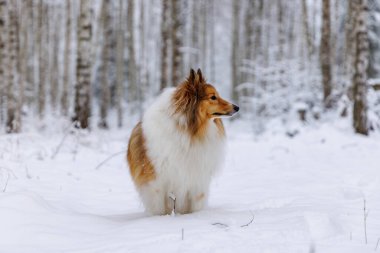 Shetland Çoban Köpeği sakin bir kış huş ağacının ortasında duruyor.