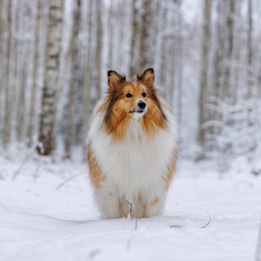 Shetland Çoban Köpeği sakin bir kış huş ağacının ortasında duruyor.