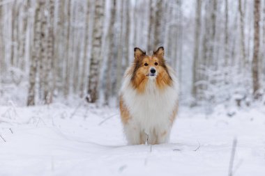 Shetland Çoban Köpeği sakin bir kış huş ağacının ortasında duruyor.