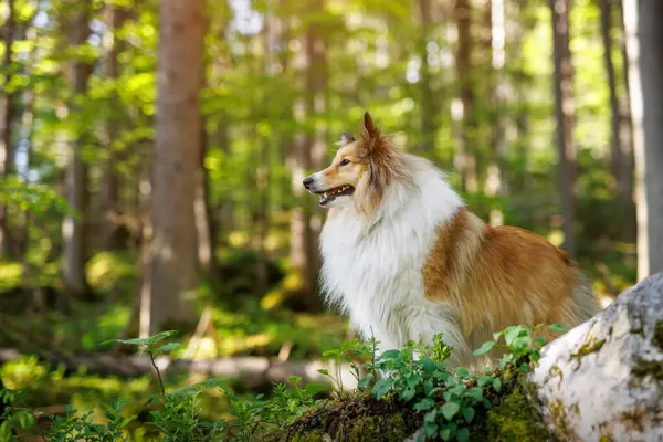 Yaz yeşil ormanında güzel pofuduk shetland çoban köpeği