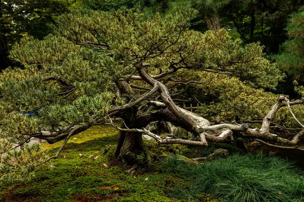 Karmaşık dalları olan görkemli ve eski bir ağaç. Etrafı canlı yeşil yapraklarla çevrili.