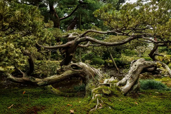 Büyüleyici ve nefes kesici bir manzara. Geniş, karmaşık bir şekilde bükülmüş, yemyeşil bir ağaçla çevrili.