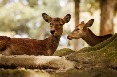 İki geyik, doğal ortamlarında huzur içinde rahatlar. Huzuru ve vahşi hayatın güzelliğini somutlaştırırlar.
