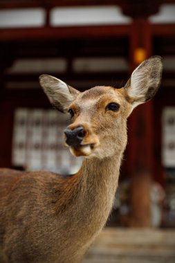 Doğal güzelliğini çok sakin bir ortamda sergileyen bir geyiğin çarpıcı yakın plan görüntüsü.