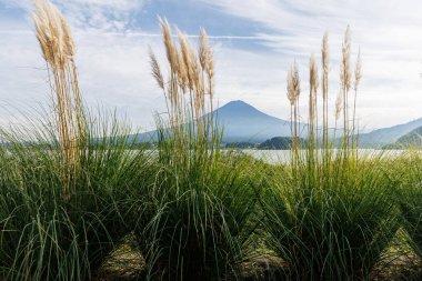 Görkemli Fuji Dağı Manzarası 'nın ortasında Pampas Çimeni ile Sakin ve Güzel bir manzara.