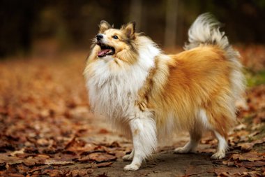 Shetland çoban köpeği rengarenk sonbahar yaprakları arasında gururla durur.