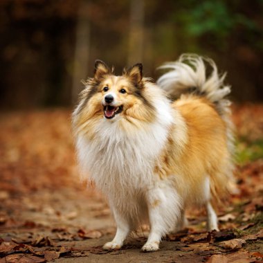 Neşeli ve neşeli bir Collie köpeği etrafını çevreleyen canlı ve renkli sonbahar yaprakları arasında zarifçe poz verir.