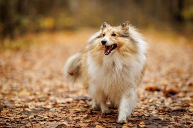 Neşeli, neşeli bir çoban köpeği renkli sonbahar yapraklarından oluşan canlı bir halıda neşeyle koşuyor.