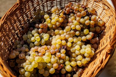Çeşitli renklerde üzümlerle dolu bir sepet. Üzümler sarı, yeşil ve kırmızı.