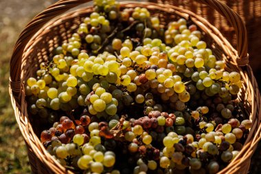 Üzüm dolu bir sepet. Şaraphaneden hasat.