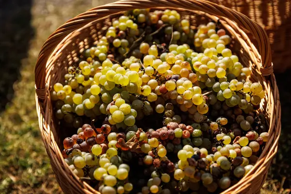 Sepet dolusu üzüm. Şaraphaneden hasat et.