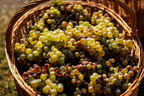 Üzüm dolu bir sepet. Şaraphaneden hasat.