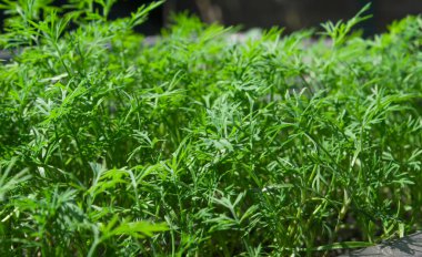 Bahçede taze yeşil maydanoz, yakın çekim.