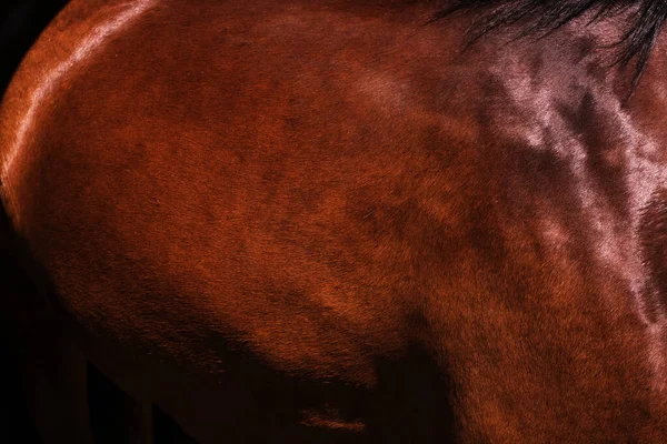 毛皮の馬のクローズアップパターン — ストック写真