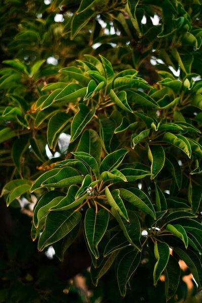 laconos dioecious evergreen tree leaf close-up