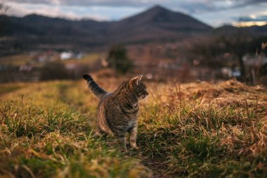 wild striped cat on the background of mountains