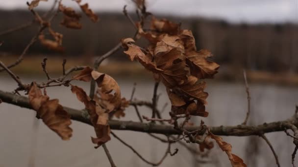Autumn Dry Leaves Oak Branch Strong Wind Close — Stockvideo