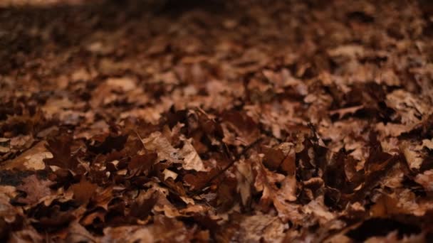 Dry Fallen Oak Leaves Forest Close — Stockvideo