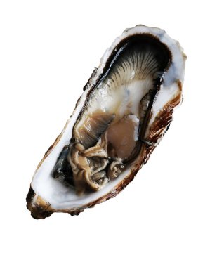 Beyaz arkaplanda istiridye aç Üst görünümü kapat