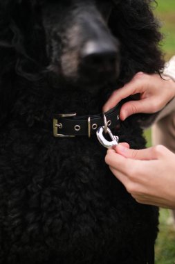 Parktaki genç adam siyah bir kanişin tasmasını çıkarıyor.