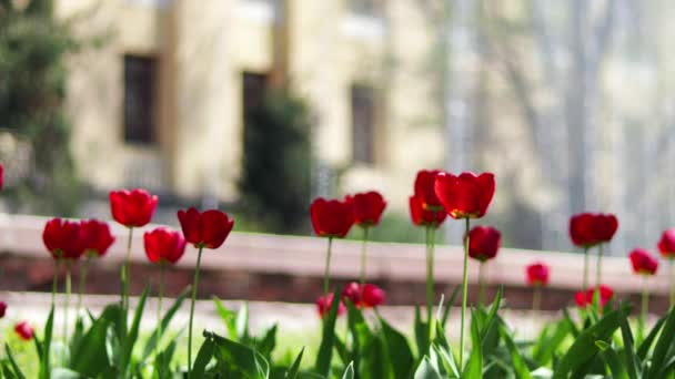 アルマトイ市 2023年4月23日 カザフスタン共和国 国立科学アカデミーの前の公園でチューリップを咲かせます — ストック動画