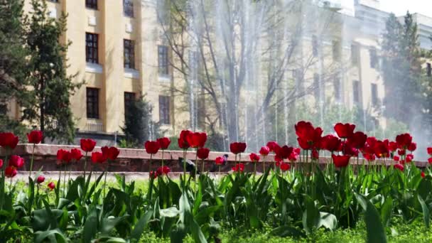 Almaty City Almaty Kazajistán Abril 2023 Tulipanes Florecientes Parque Frente — Vídeo de stock